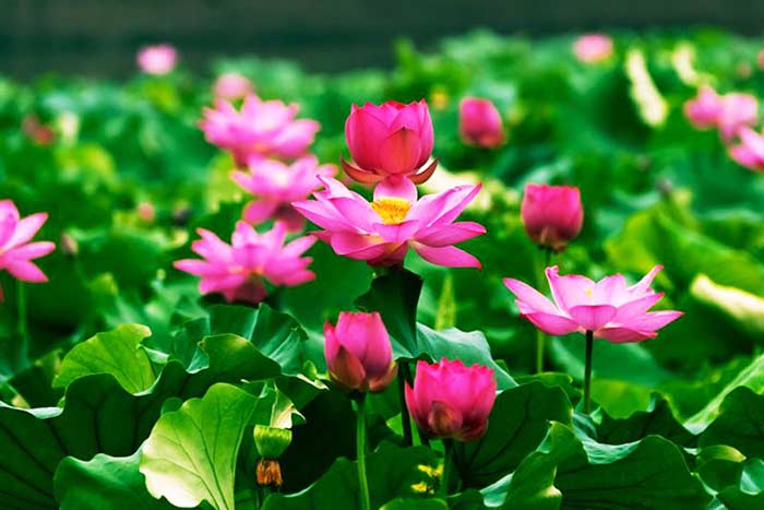 partir au vietnam en mai et juin lotus delta Mékong